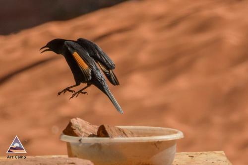 Art Camp Wadi Rum