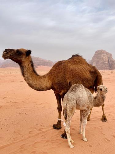Bed & Breakfast Moon Wadi Rum Camp