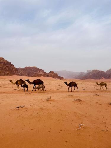 Bed & Breakfast Moon Wadi Rum Camp