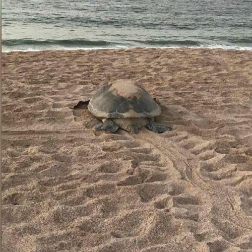 Hostal Turtle Guest House