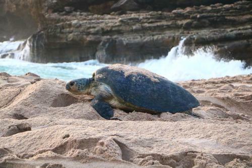Hostal Turtle Guest House