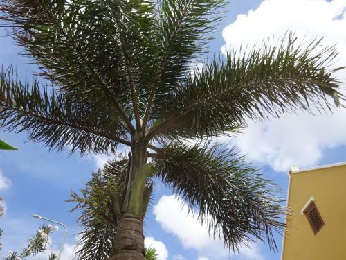 Apartamento Yellow Palms