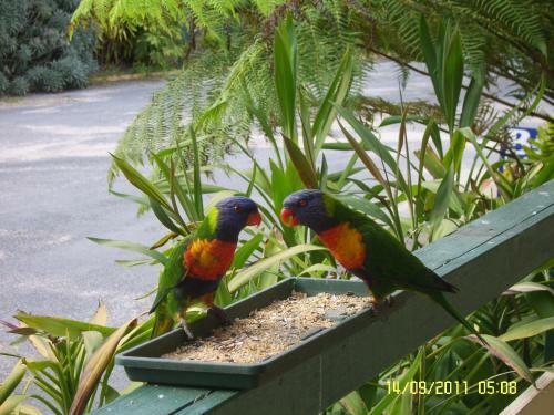 Mallacoota's Shady Gully Caravan Park