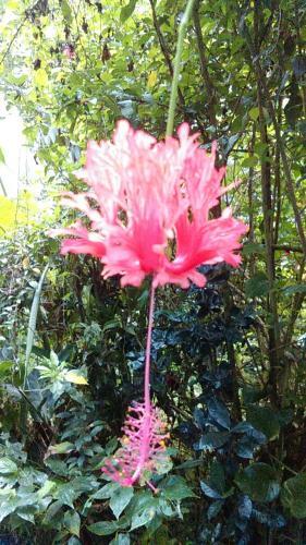 Apartamento C�t� Cara�bes