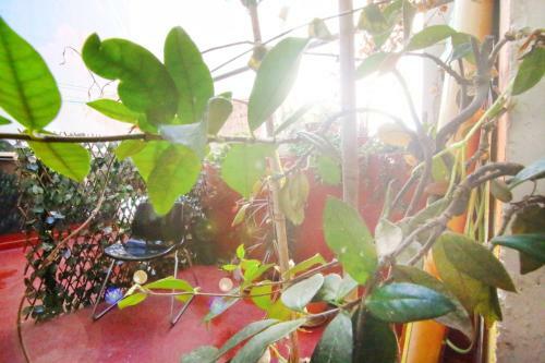 Hostal Mahalo Healthy House