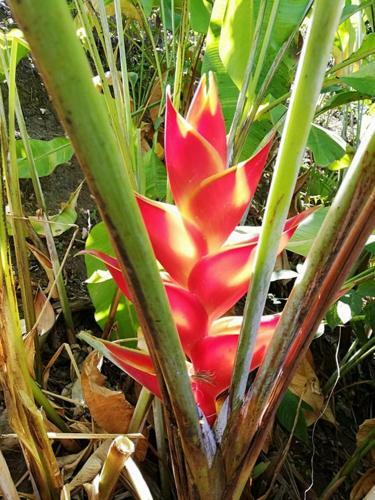 Les Lodges Des Hauts de Deshaies Bungalow Tobago