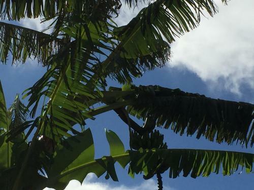 Villa Banana Tree Lodge