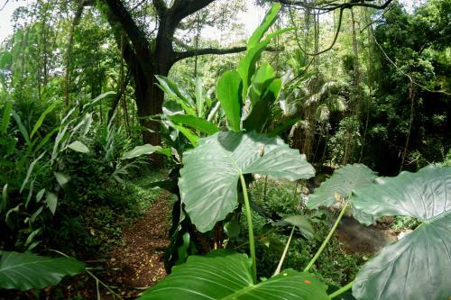 Lodge Martinique Treehouse