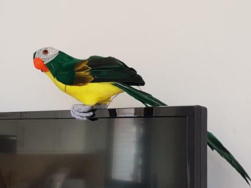 Apartamento Parrot?s House