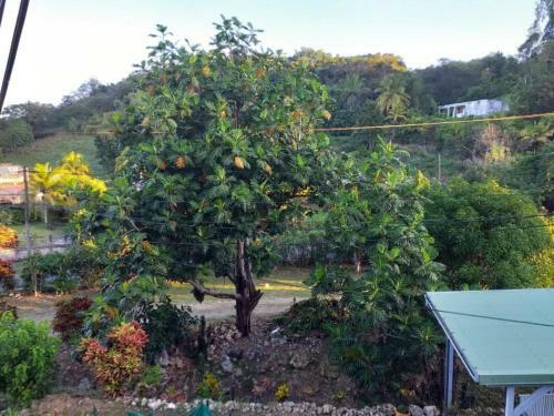 Apartamento Coco Miel
