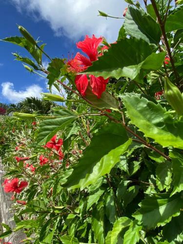 Apartamento Morne Aux Vents