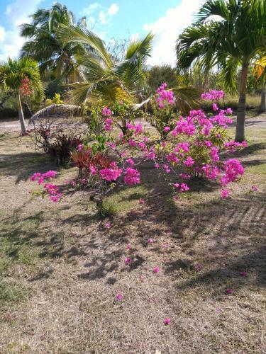 Villa Orchid�a