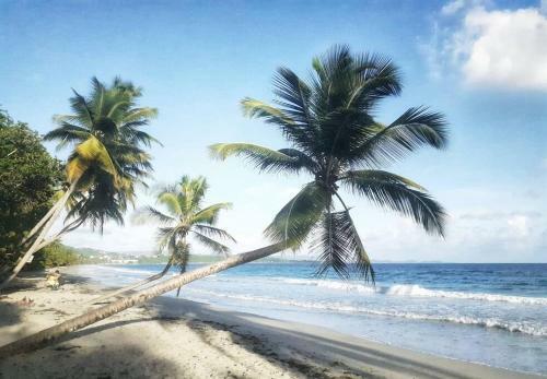 Apartamento Superbe Studio, � 20 M�tres de La Plage, Acc�s Direct Grande Plage Diamant