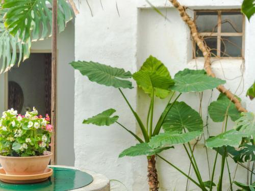 Villa Ca Ses Monges