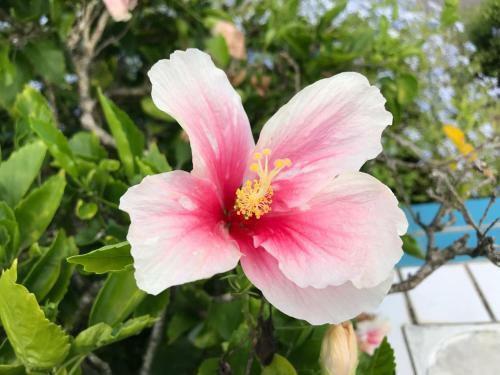 Apartamento Coeur Tiare Studio Lounge Piscine Plage Cocotiers