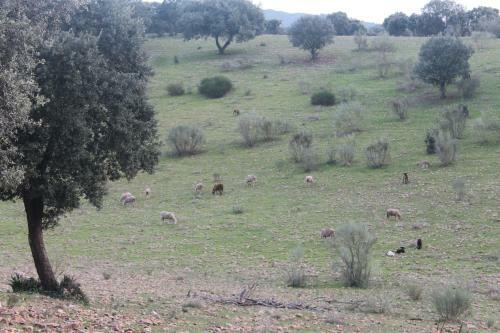 Casa Rural La Coscoja