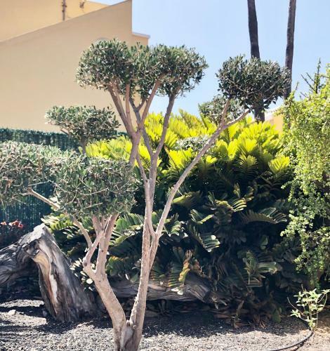 Vicksol Sonneland Maspalomas