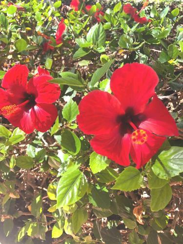 Vicksol Sonneland Maspalomas