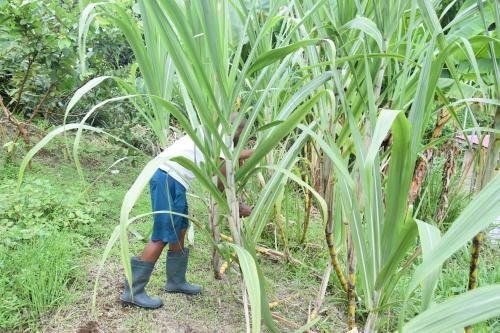 Haut De Villa Dans Son �crin De Verdure