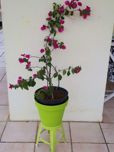 Apartamento Graine D Oasis