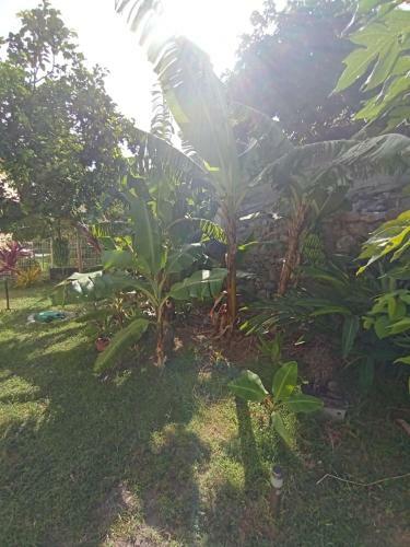 Apartamento Le Goyavier