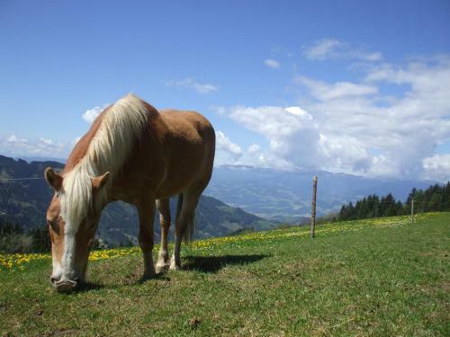 Apartamento Bauernhof Pension Juri