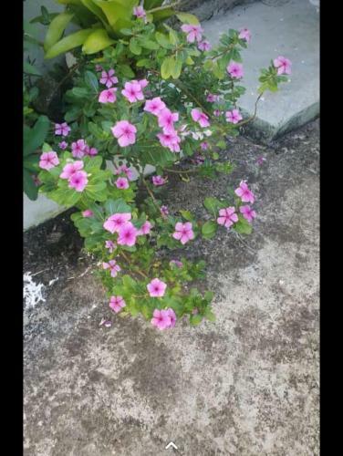 Apartamento Martnicos Garden Paradise
