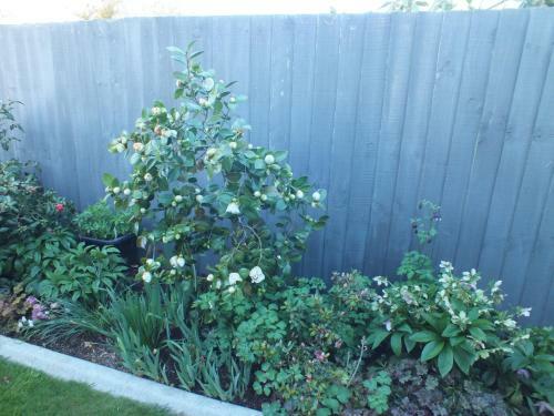 Perfect Home, Stunning Gardens - Aidanfield Gardens Bellissimo