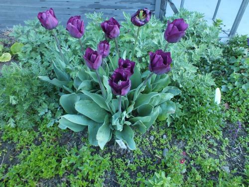 Perfect Home, Stunning Gardens - Aidanfield Gardens Bellissimo