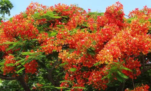 Fare Le Flamboyant