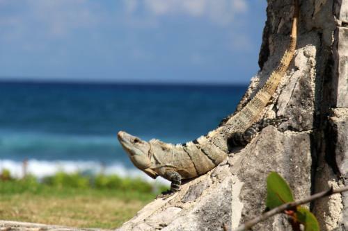 Apartamento Akumal Paradise Private Studio - Wifi, AC