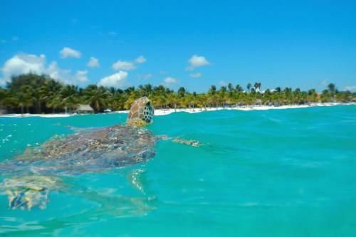 Apartamento Akumal Paradise Private Studio - Wifi, AC