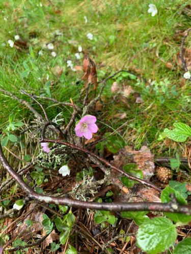 Apartamento Cubil - H22 Deusol - Estudio