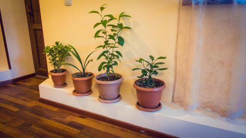 Hostal Amoj B&B And Guest House