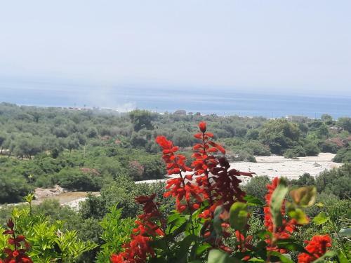 Dhoma Plazhi Borsh Vag