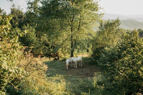 Etno Village Dolina Sre?e