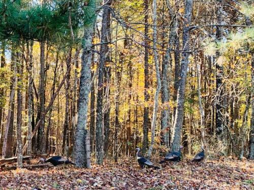 Peaceful Hideaway Treehouse At Little River Canyon