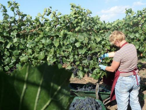 Hostal Hotel Weingut Rosenhof
