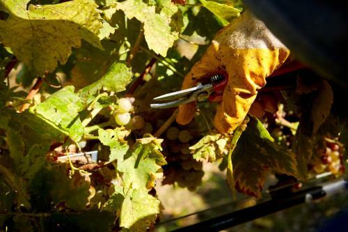 Hostal Hotel Weingut Rosenhof
