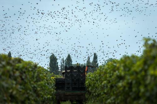 Hostal Weingut & Landhaus Willi Opitz