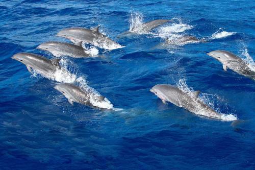 Villa Guesthouse Le R�ve