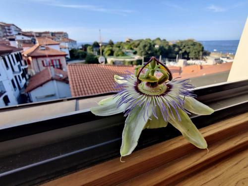 Apartamentos Mundaka Surf Camp