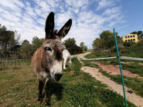 Agroturismo El Maset Del Garraf Privatizado