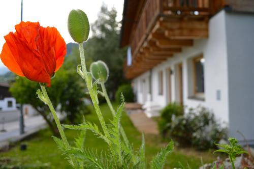 Hostal Alexandra Alber Villa Schlosskopf