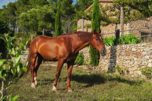 Apartamento Masia Pou De La Vinya