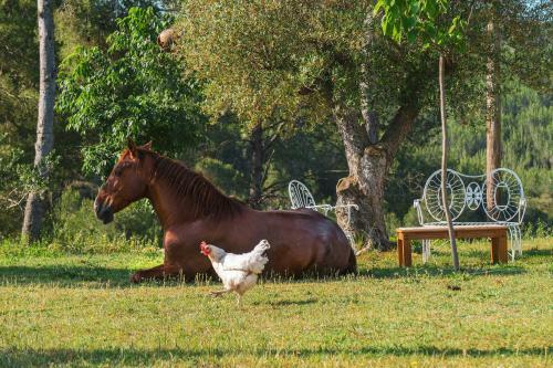 Apartamento Masia Pou De La Vinya