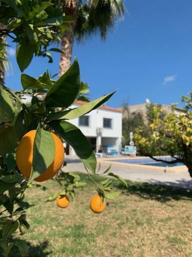 Bed & Breakfast Casa Alestelou