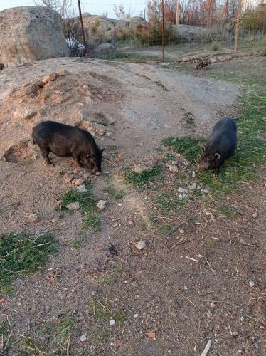 Finca - Granja " El Chaparral"