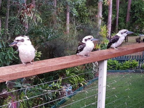 Bed & Breakfast Buderim Forest Hideaway