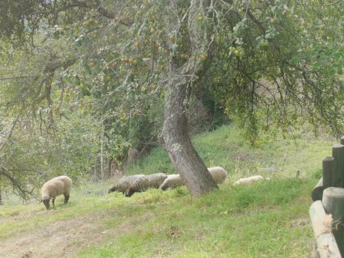 Casa Rural En Arriondas